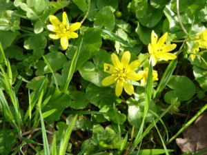 La ficaire plante de la famille des renoncules